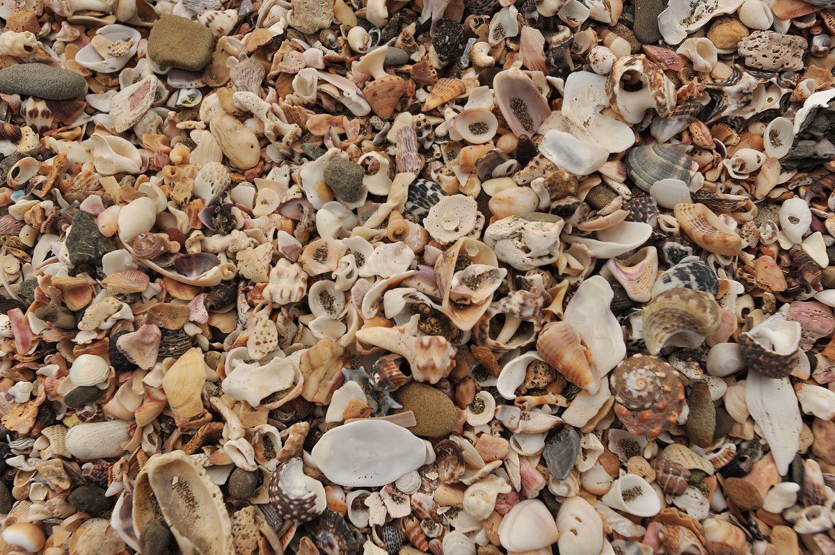 🌊 도깨비 빨래판(오니노 센타쿠이타) 이미지 5